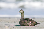 common eider duck