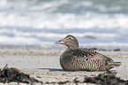 common eider duck