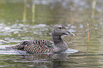 common eider duck