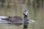 common eider duck