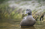 common eider duck