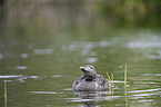 common eider duck