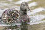 common eider duck