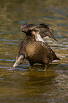 common eider duck