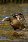 common eider duck