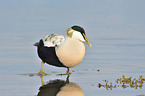 common eider duck