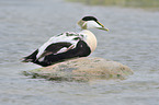 common eider duck