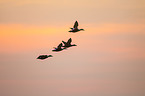 common eider ducks