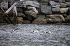 common eider ducks