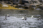 common eider ducks