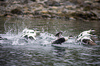 common eider ducks