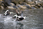 common eider ducks