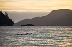 common eider ducks