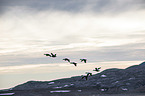 flying Eider Ducks