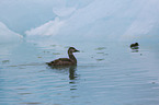 swimming Eider Ducks