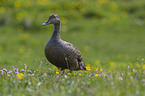 standing Eider Duck