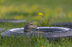 Eider Duck portrait