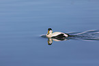 swimming Eider Duck
