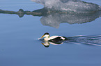 swimming Eider Duck