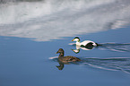 swimming Eider Ducks