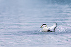 common eider duck