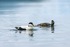 common eider ducks