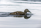 common eider duck