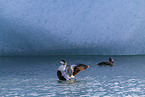 common eider ducks