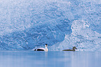 common eider ducks