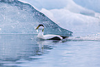 common eider duck