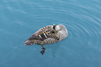 common eider duck