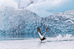 common eider duck