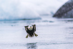 common eider duck