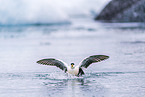 common eider duck