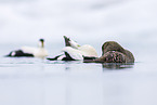 common eider ducks