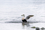 common eider duck