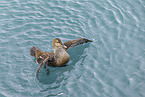 common eider duck