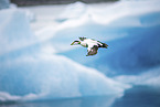 common eider duck