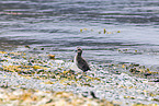 common eider duck