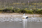 common eider duck