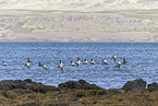 common eider ducks