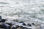 eider duck