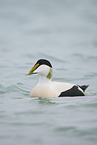 eider duck