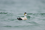 eider duck