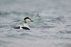 eider duck
