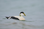 eider duck
