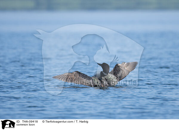 common loon / THA-09418