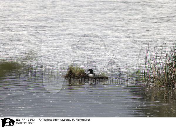 Eistaucher / common loon / FF-13363