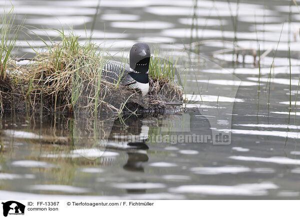 common loon / FF-13367