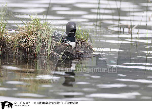 Eistaucher / common loon / FF-13367